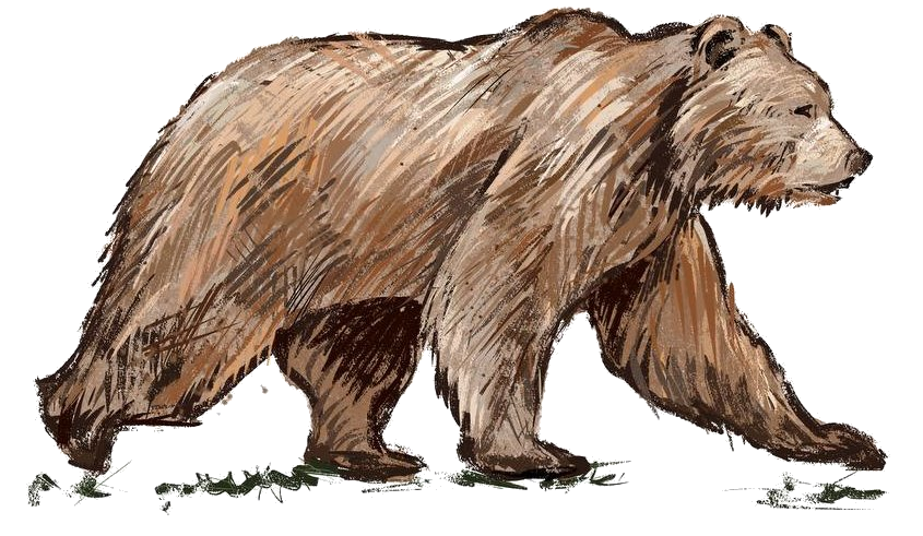 Walking bear illustration
