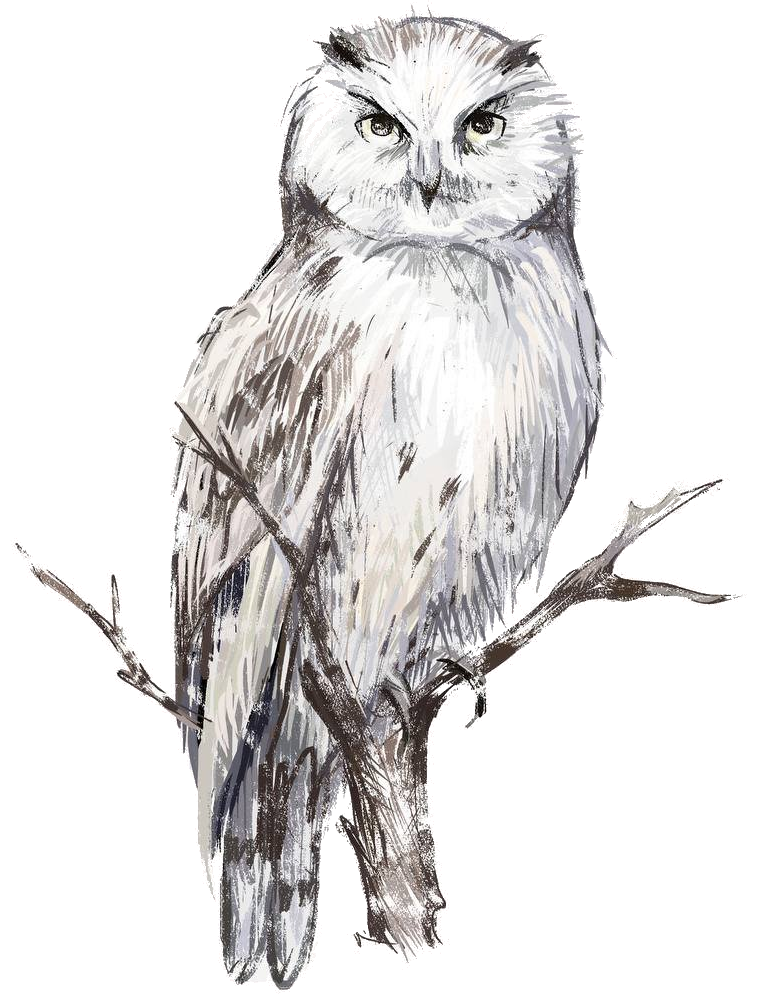 Owl illustration