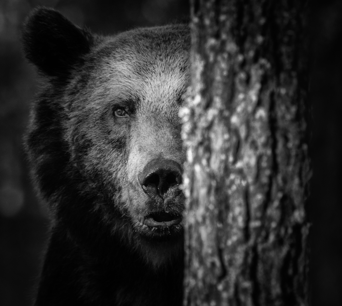 Bear peeking from behind a tree