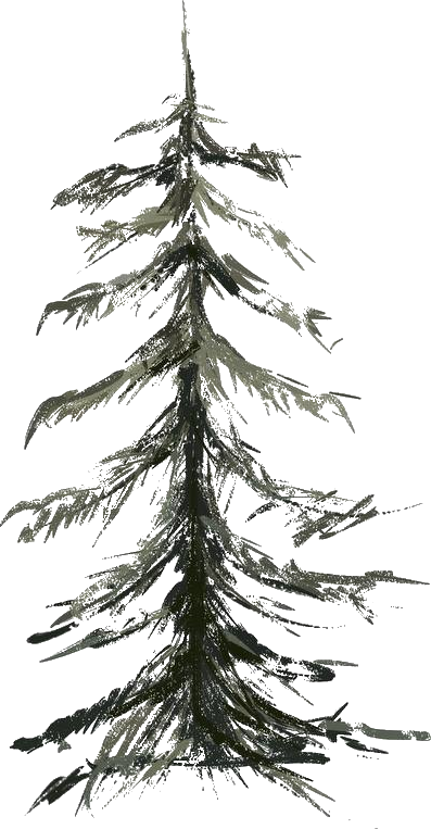 Spruce tree illustration